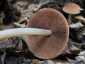 Barna porhanyósgomba (Psathyrella piluliformis), Budai-hegység